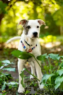 Photos supplémentaires: Magnifique chiot Dart entre de bonnes mains.