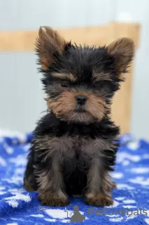 Photo №1. yorkshire terrier - à vendre en ville de Chelyabinsk | 399€ | Annonce №12735