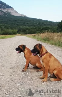 Photo №3. Chiots Bullmastiff. Suède