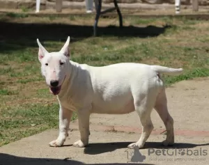 Photo №2 de l'annonce № 106399 de la vente bull terrier - acheter à Serbie éleveur