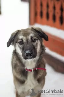 Photo №1. chien bâtard - à vendre en ville de Pushkino | Gratuit | Annonce №18272