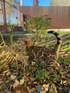 Photos supplémentaires: Superbe bengal en élevage