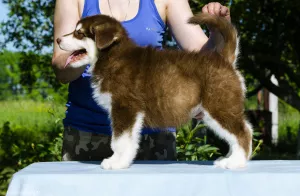 Photos supplémentaires: Chiots colorés de Malamute d'Alaska