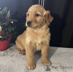 Photo №1. golden retriever - à vendre en ville de Вашингтон | 473€ | Annonce №103626