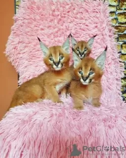 Photo №1. caracal - à vendre en ville de Эспоо | négocié | Annonce № 85444