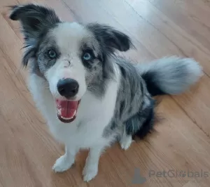 Photo №4. Je vais vendre border collie en ville de Lisia Góra. annonce privée - prix - 1500€