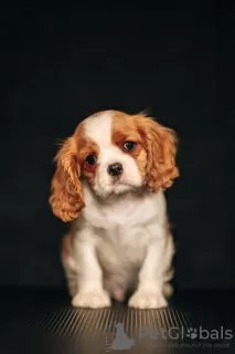 Photo №1. cavalier king charles spaniel - à vendre en ville de Daugavpils | 1200€ | Annonce №98634