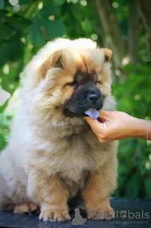 Photo №1. chow-chow - à vendre en ville de Paraćin | négocié | Annonce №65400