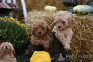 Photo №1. caniche (jouet) - à vendre en ville de Żabalj | négocié | Annonce №81199