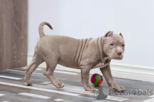 Photo №4. Je vais vendre american bully en ville de Dolgoprudny. annonce privée, de la fourrière, éleveur - prix - 1100€