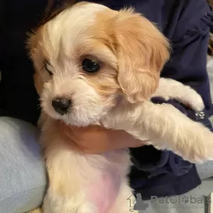 Photo №1. cavalier king charles spaniel - à vendre en ville de Liège | 450€ | Annonce №18618