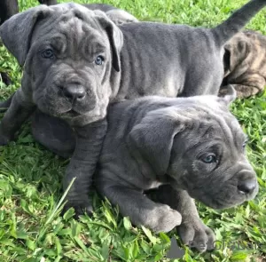 Photo №1. cane corso - à vendre en ville de Canterbury | négocié | Annonce №120574