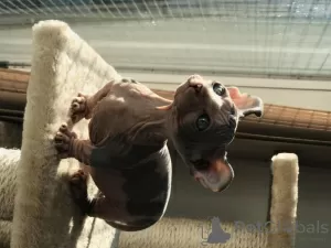 Photo №4. Je vais vendre sphynx en ville de Бордо.  - prix - Gratuit