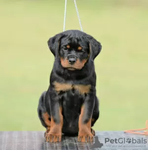 Photos supplémentaires: Chiots Rottweiler, portée supérieure