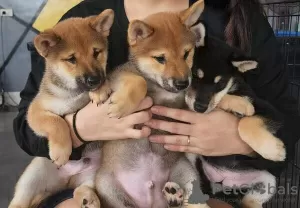 Photo №1. shiba - à vendre en ville de Aachen | négocié | Annonce №82395