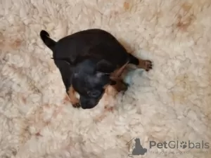 Photo №1. pinscher miniature - à vendre en ville de Płock | 150€ | Annonce №35418