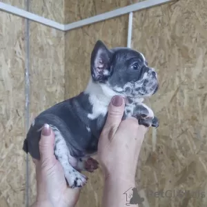 Photo №4. Je vais vendre bouledogue en ville de Bač. éleveur - prix - négocié