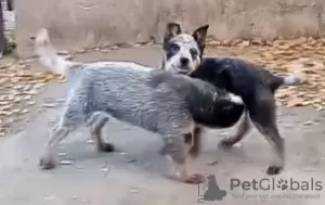 Photos supplémentaires: Chiots bouvier australien