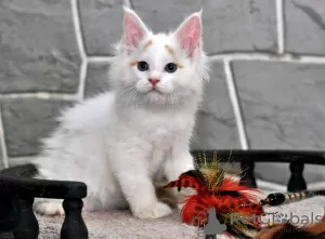 Photo №1. ragdoll - à vendre en ville de Loutraki | 350€ | Annonce № 65086