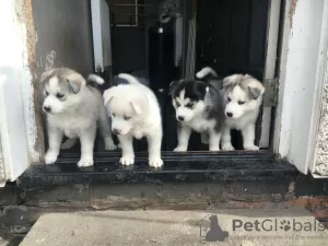 Photo №2 de l'annonce № 47495 de la vente husky de sibérie - acheter à Allemagne annonce privée