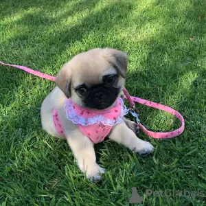 Photos supplémentaires: Adorables chiots carlin mâles et femelles à vendre Contact