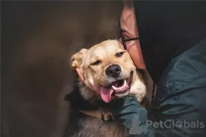 Photos supplémentaires: Le merveilleux chien Denver est entre de bonnes mains.