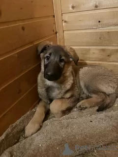 Photos supplémentaires: Les petits chiots se retrouvent sans foyer et recherchent des parents ! SOS!