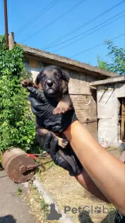 Photos supplémentaires: Des chiots entre de bonnes mains