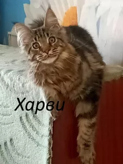 Photo №2 de l'annonce № 6465 de la vente maine coon - acheter à Fédération de Russie de la fourrière