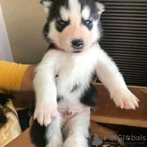 Photo №1. husky de sibérie - à vendre en ville de Флоренс | négocié | Annonce №17530