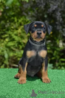 Photos supplémentaires: pinscher allemand