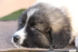 Photos supplémentaires: Chiots berger allemand du Caucase