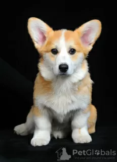 Photo №2 de l'annonce № 92841 de la vente welsh corgi - acheter à Ukraine éleveur