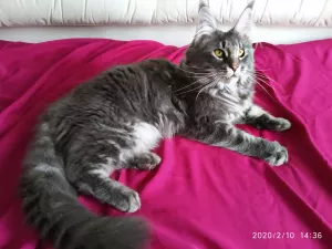 Photo №1. maine coon - à vendre en ville de Nikolaev | Négocié | Annonce № 6002