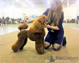 Photo №2 de l'annonce № 106275 de la vente caniche (nain) - acheter à Ukraine éleveur