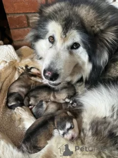 Photos supplémentaires: Chiots Malamute d'Alaska