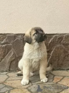 Photos supplémentaires: Chiots Kangal Turc