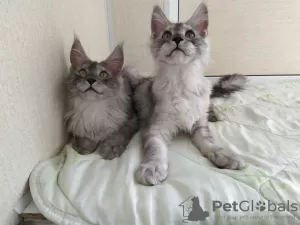 Photo №2 de l'annonce № 10262 de la vente maine coon - acheter à Fédération de Russie annonce privée