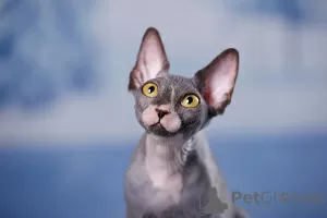 Photo №1. sphynx - à vendre en ville de Москва | négocié | Annonce № 66949