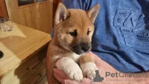 Photo №1. shiba - à vendre en ville de Dragsvik | Gratuit | Annonce №119303