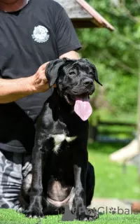 Photo №4. Je vais vendre cane corso en ville de Loznica.  - prix - 800€