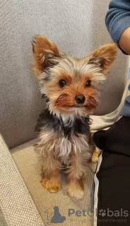 Photo №1. yorkshire terrier - à vendre en ville de Riga | négocié | Annonce №127444