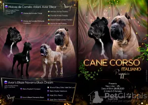 Photo №1. cane corso - à vendre en ville de Omsk | négocié | Annonce №7973