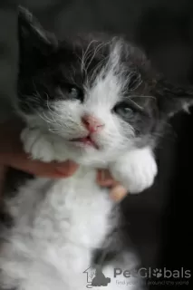 Photo №3. Selkirk Rex. Fédération de Russie