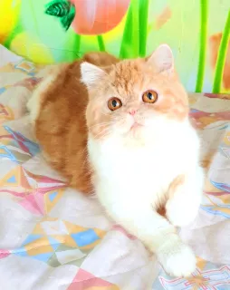 Photo №4. Je vais vendre exotic shorthair en ville de Tiraspol. de la fourrière - prix - 200€