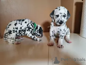 Photo №1. dalmatien - à vendre en ville de Vilnius | 300€ | Annonce №36087