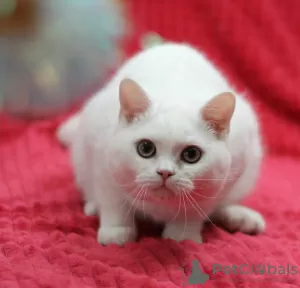 Photo №2 de l'annonce № 102883 de la vente british shorthair - acheter à Fédération de Russie de la fourrière