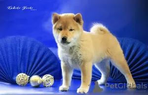 Photo №1. shiba - à vendre en ville de Nizhny Novgorod | négocié | Annonce №91247