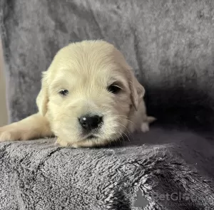 Photo №3. Chiots Golden Retriever. Ukraine