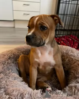 Photo №1. american staffordshire terrier - à vendre en ville de Sofia | 380€ | Annonce №78620